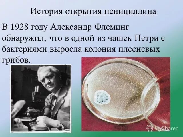 1928 год пенициллин