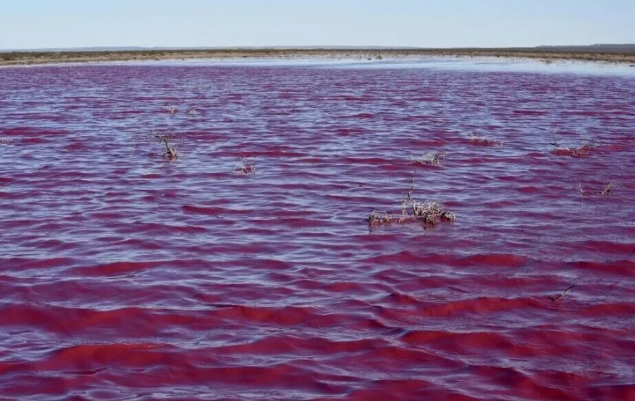 Розовое море. Розовое озеро в Аргентине. Загрязнение воды в Аргентине. Чубут река. Почему вода окрашивается