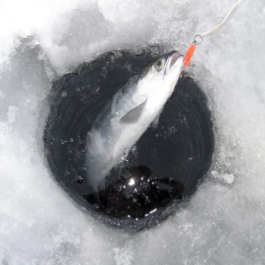 Ловля со льда видео. Лунка рыбалка. Лунка во льду. Зимняя рыбалка лунка. Лунка на льду для зимней рыбалки.