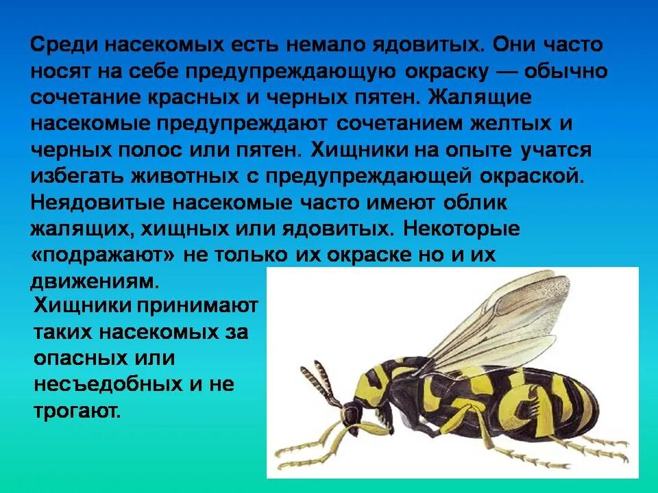 Жалящие насекомые. Информация о жалящих насекомых. Окружающий мир жалящие насекомые. Жалящие насекомые 2 класс окружающий мир.