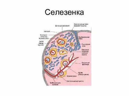 Слизистая оболочка селезенки