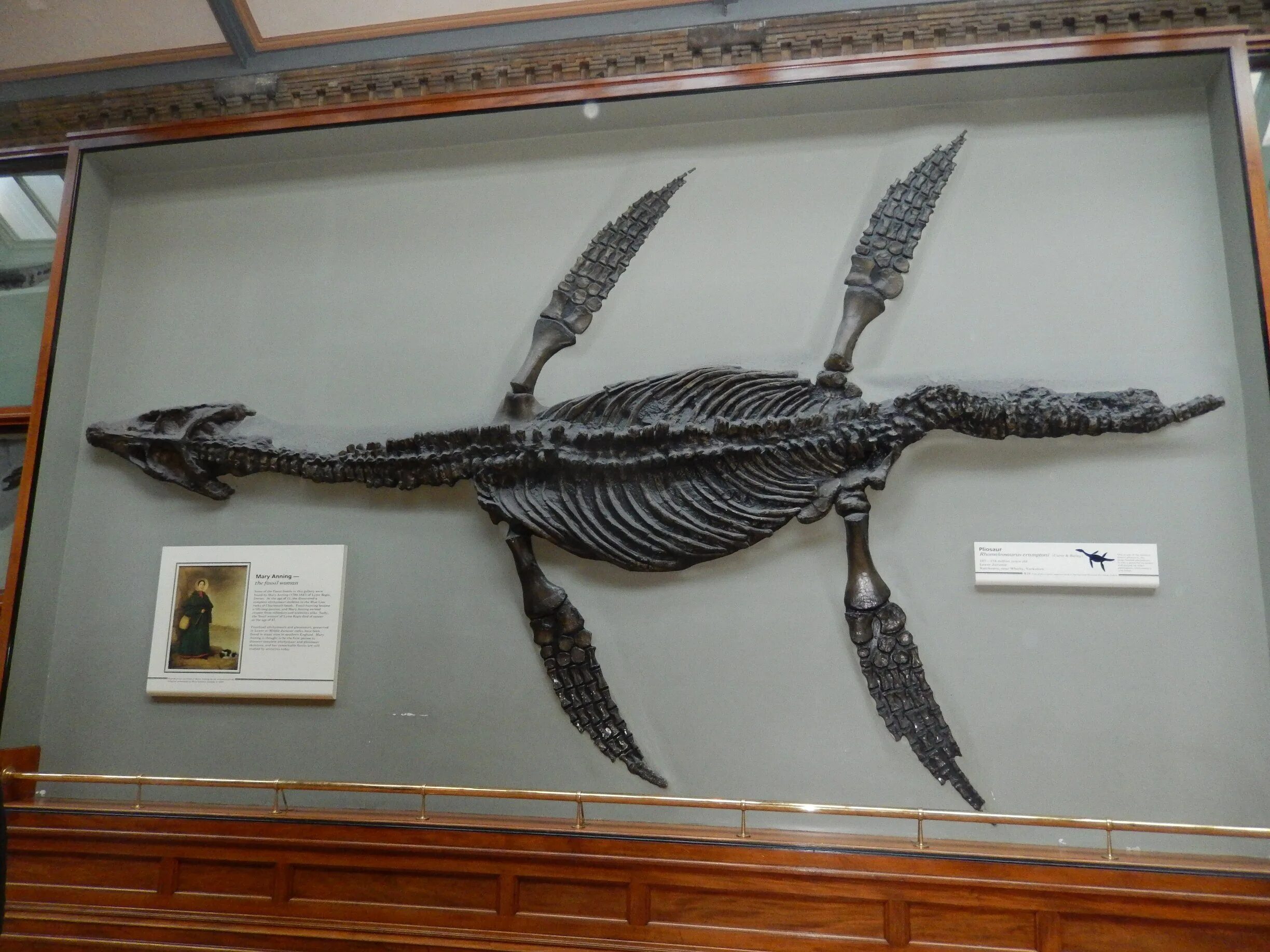 Ихтиозавр вторичноводный. Морские динозавры Ихтиозавр. Ихтиозавр и Плезиозавр. Ихтиозавр окаменелость Чили.