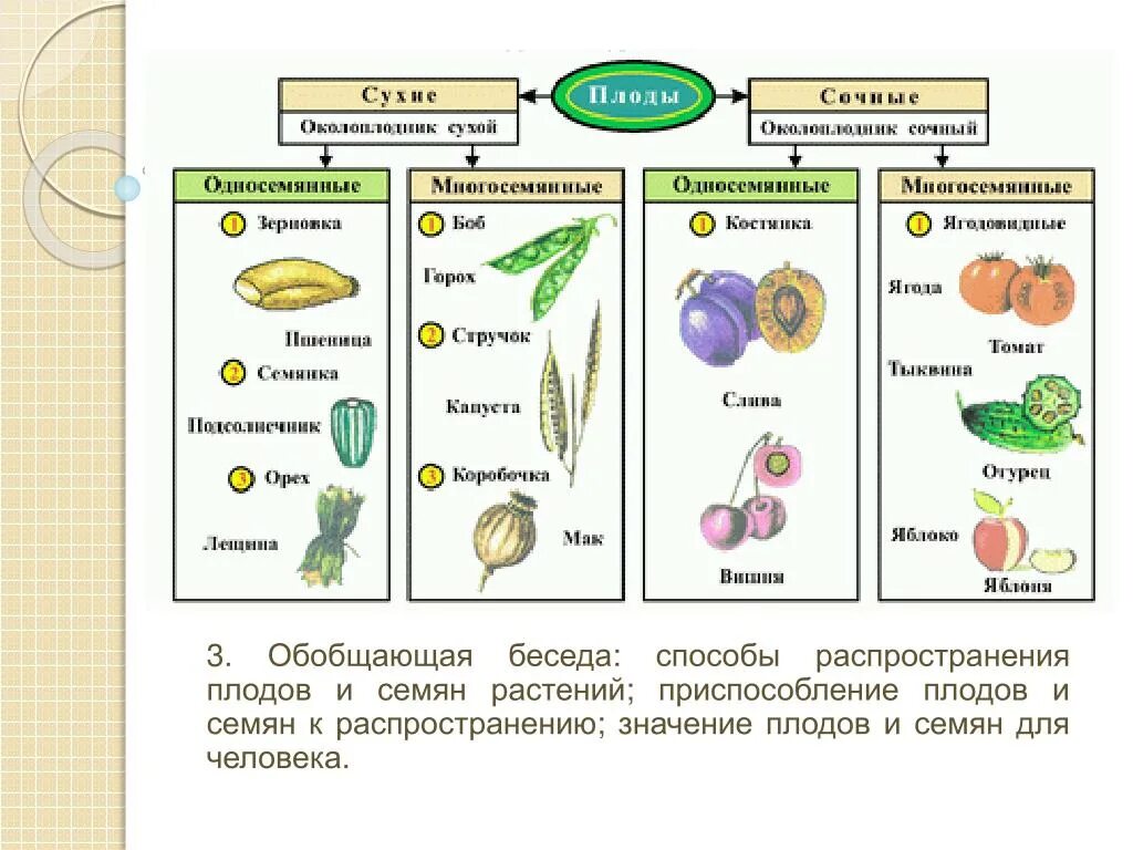 Многообразие семян. Типы плода биология 6 класс. Таблица типы плодов биология. Виды плодов биология 6 класс. Таблица Тип плода биология 6 класс.