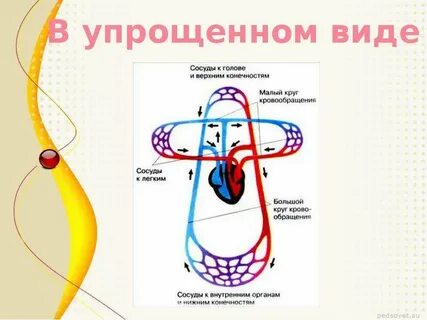 Как улучшить сосуды в организме