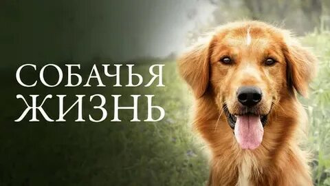 Собачья жизнь спб