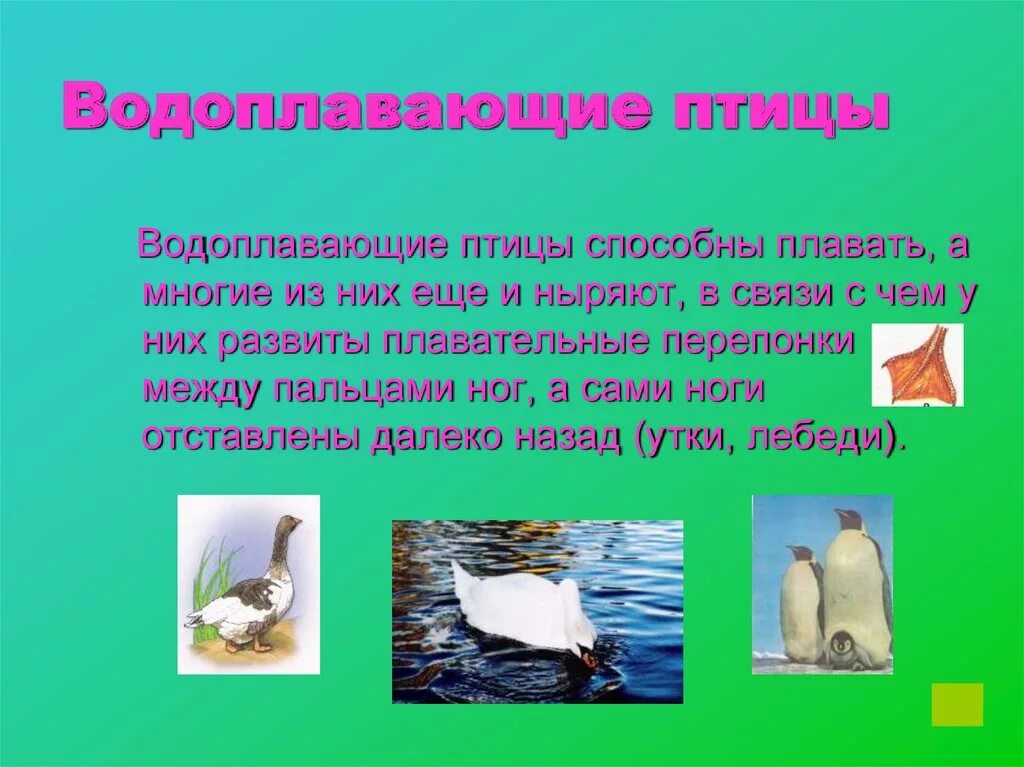 Особенности водоплавающих птиц. Экологическая группа водоплавающие птицы. Водоплавающие птицы презентация. Приспособления водоплавающих птиц. Образ жизни водоплавающих птиц.