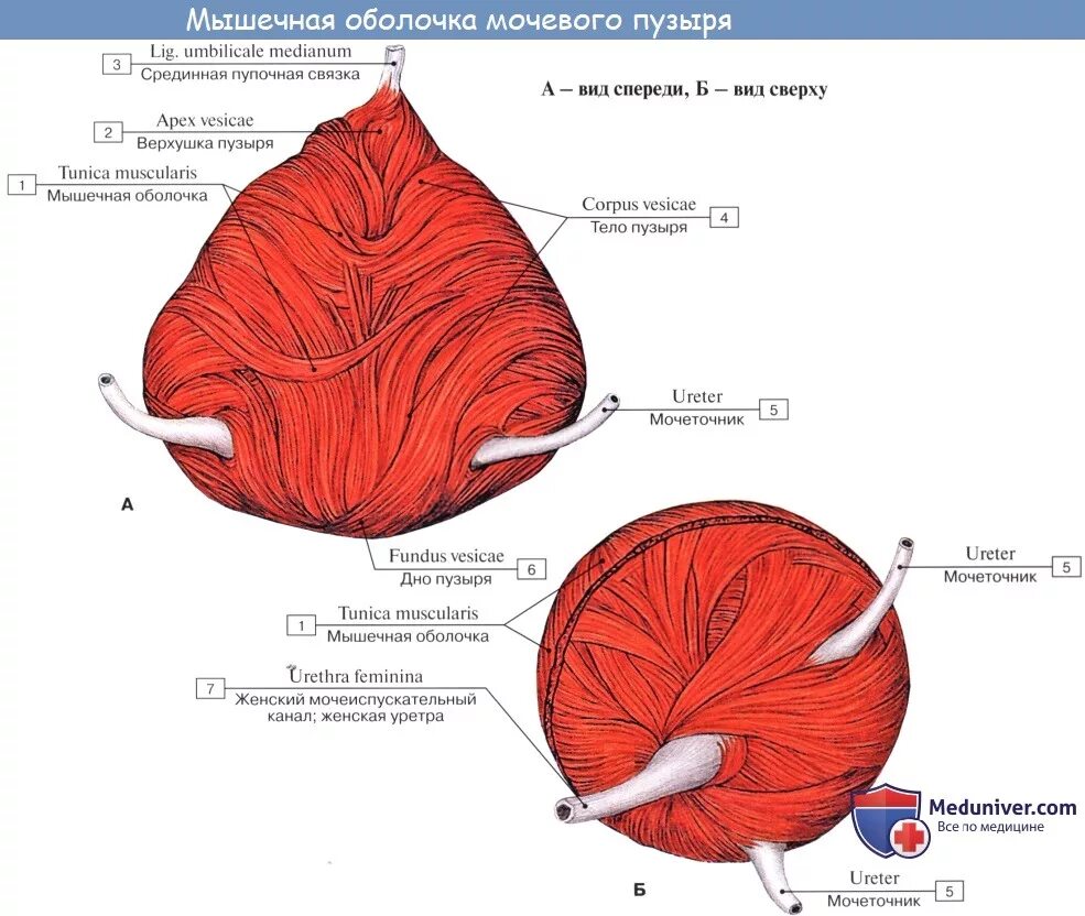 Задняя поверхность мочевого пузыря у мужчин прилежит. Строение мочевого пузыря латынь. Строение мышц мочевого пузыря. Мочевой пузырь анатомия мышечная оболочка. Строение стенки мочевого пузыря анатомия.