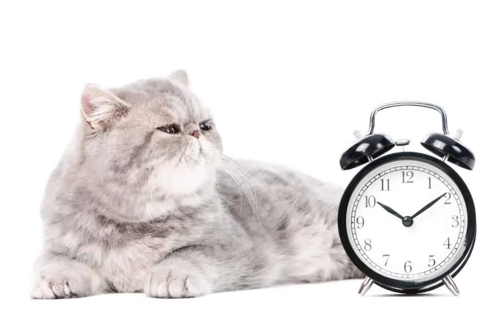 Включи кот на час. Котик с часами. Котик с часасами. Будильник кошка. Кот с часами пора.