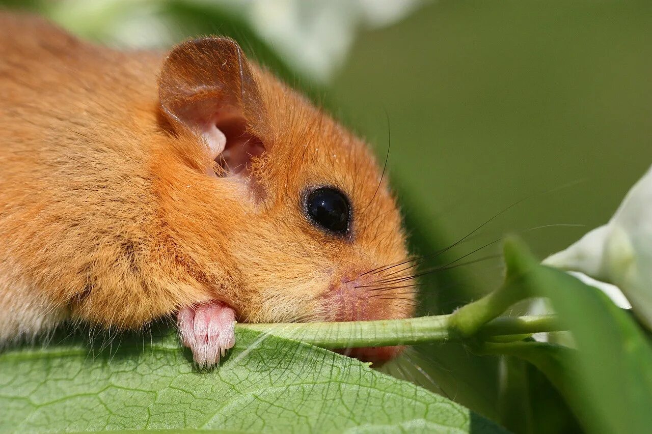 Сколько живут сони. Muscardinus avellanarius.