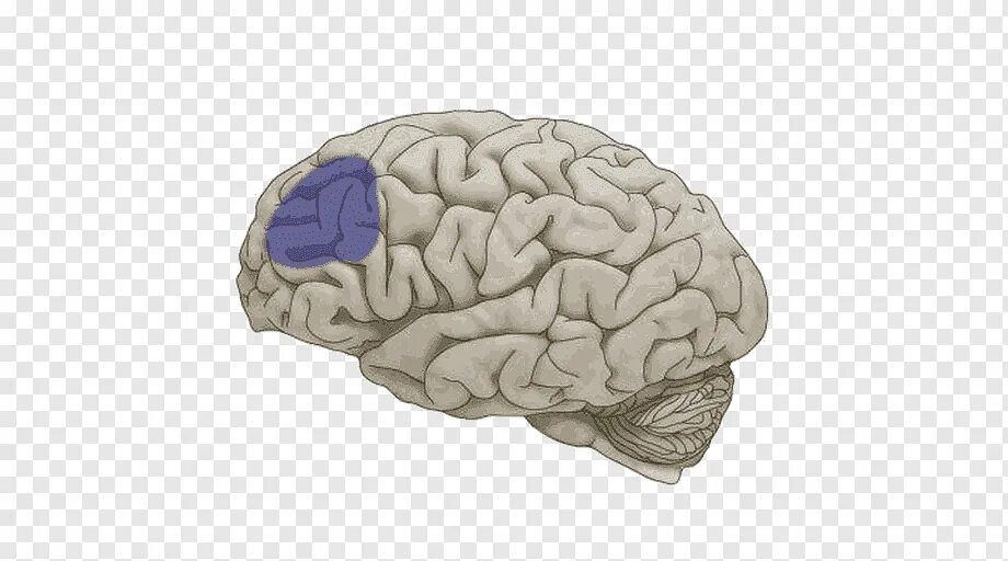 Re brain