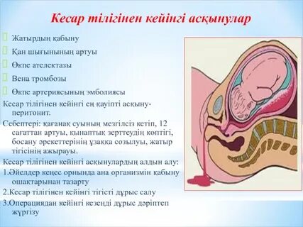 Үлкен мүше және шәует