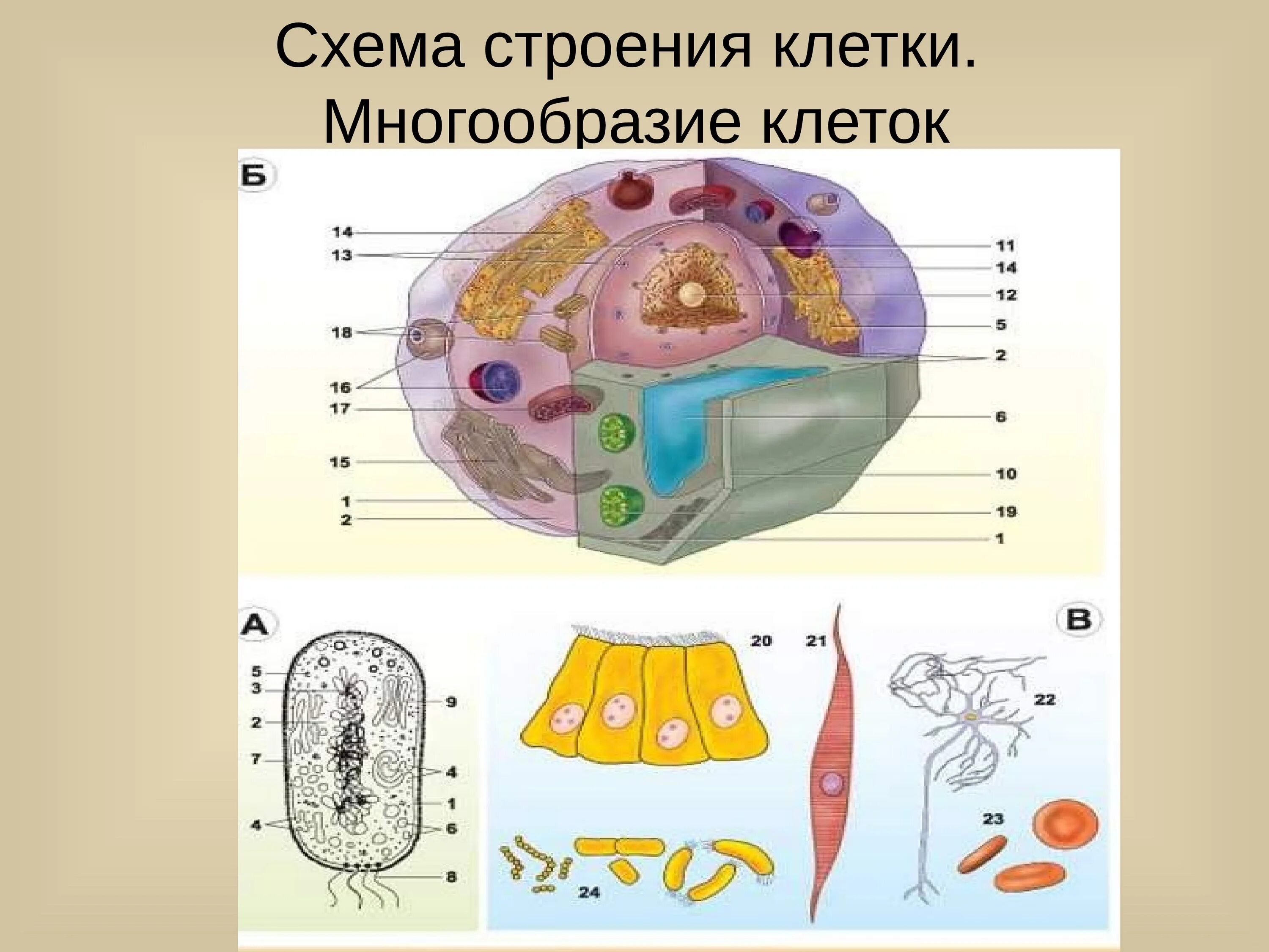 Строение и многообразие животных. Строение клетки многообразие клеток. Схема строения клетки. Схематическое строение клетки. Структура клетки схема.