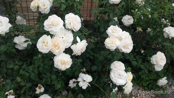 Роза чайно-гибридная Ла Перла: купить в Москве саженцы Rosa La Perla в питомнике
