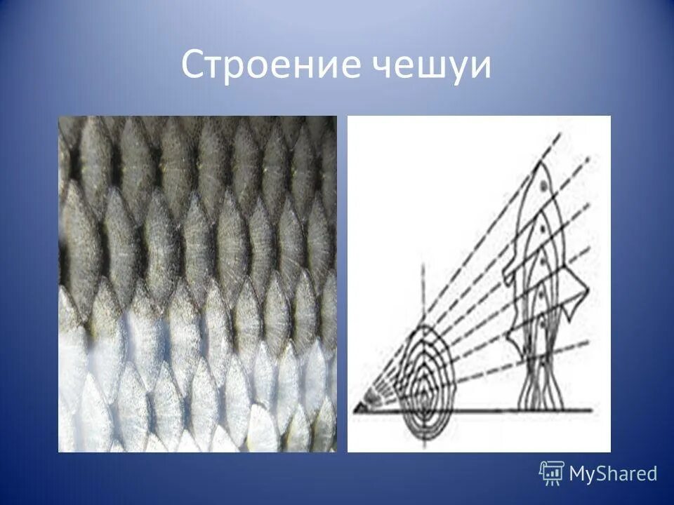 Особенности чешуи рыбы. Строение чешуи. Строение чешуи рыбы. Строение чешуйки. Строение рыбьей чешуи.