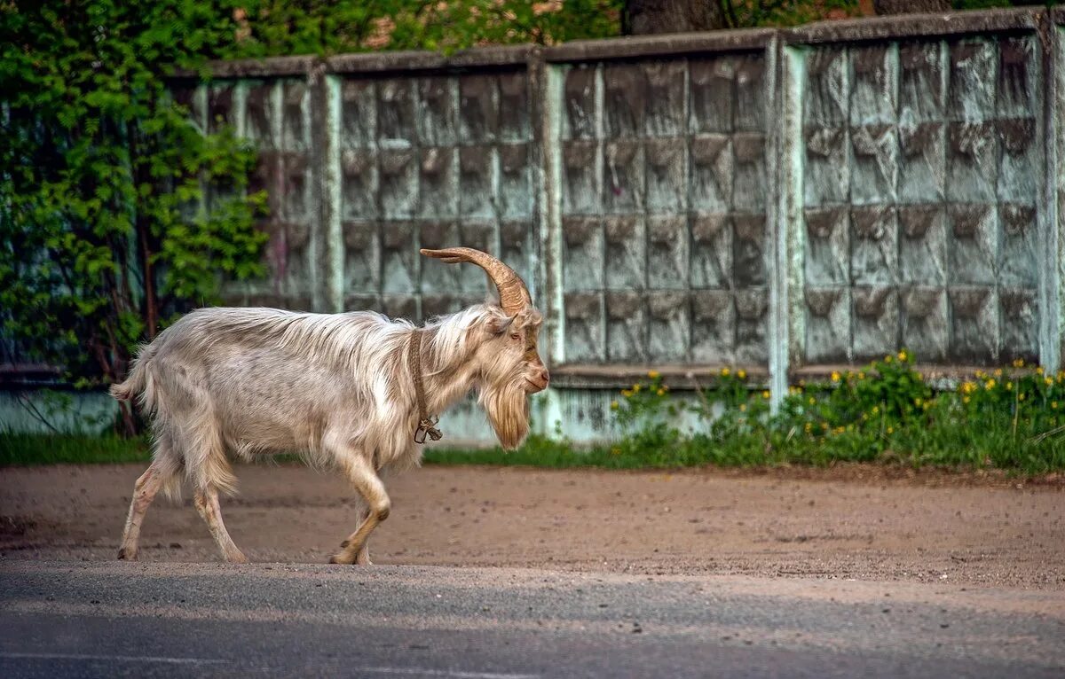 Со двора вышла коза. Деревня хозяйство подворье. Козы в деревне. Козы в бутово. Уэльс дикие козы.