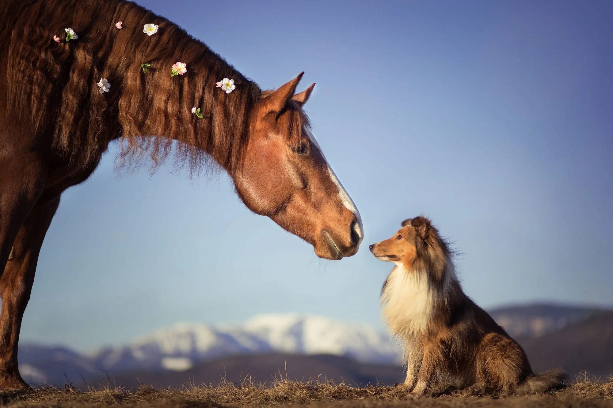 A horse is an animal. Лошади. Лошадь и собака. Собака конь. Добрая лошадка.