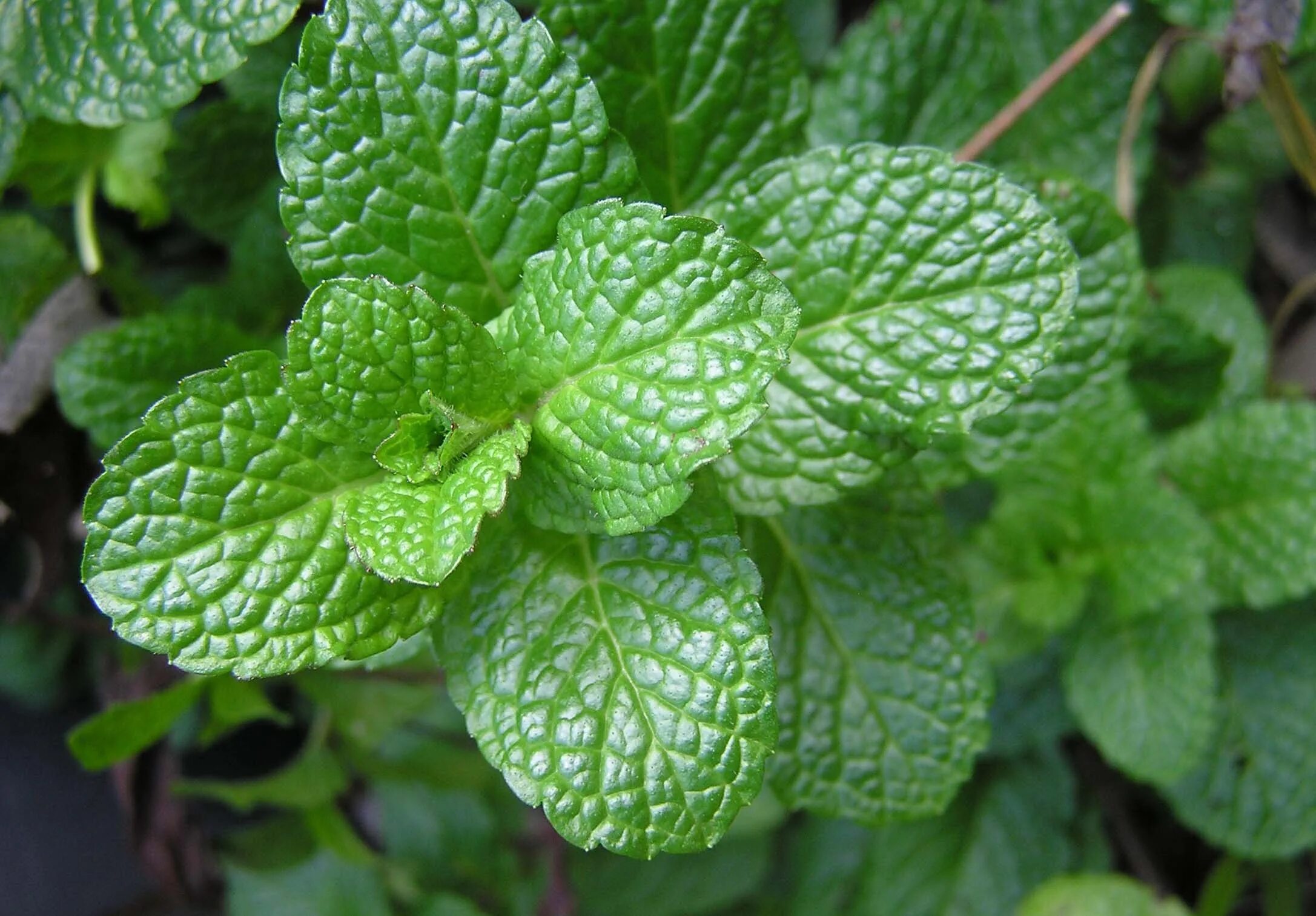 Mint фото. Мята колосистая. Королевская мята. Мята Земляничная ( Mentha species Erdbeerminze). Мята колосистая "crispa".