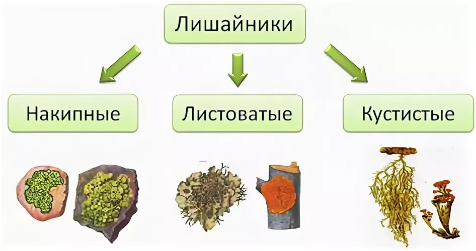 Свойства лишайников. Строение лишайников таблица. Лишайники 7 класс биология таблица. Лишайники многообразие. Лишайники общая характеристика.