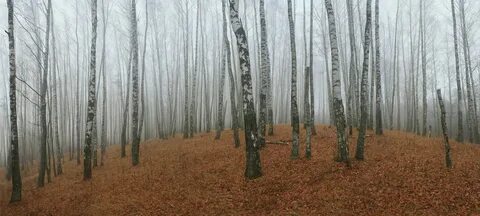 Клип русский лес