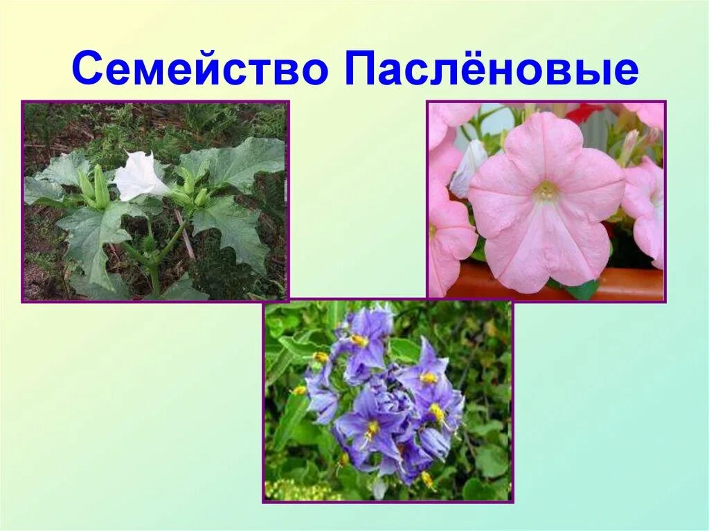 Растения семейства пасленовых ответ. Пасленовые. Паслёновые Паслёновые. Паслёновые (подсемейство). Зигоморфный цветок у пасленовых.