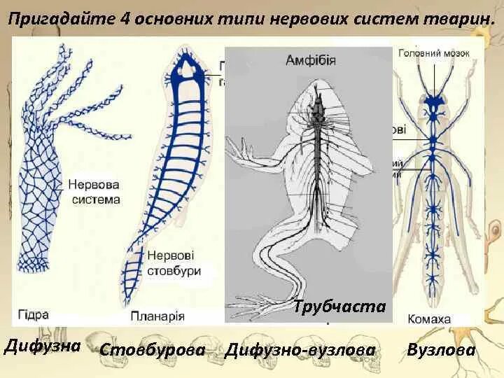 Назовите типы нервных систем. Типы нервной системы. типы нервной системы у животных. эволюция нервной системы беспозвоночных. типи нервових систем.