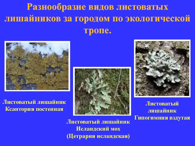 Жизнь лишайников