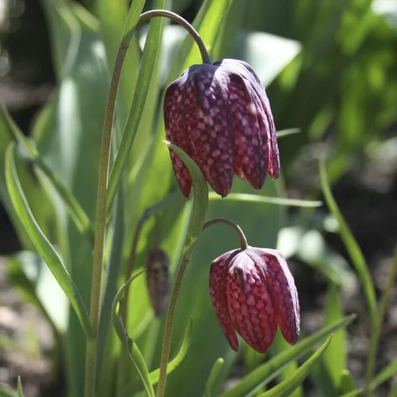 Рябчик шахматный посадка. Рябчик шахматный fritillaria meleagris. фритиллярия мелеагрис.