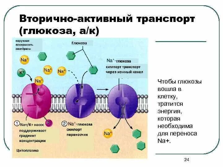 Транспорт глюкозы кровью. Транспорт Глюкозы через мембрану клеток. Механизм транспорта Глюкозы из крови в клетки. Вторичный активный транспорт.