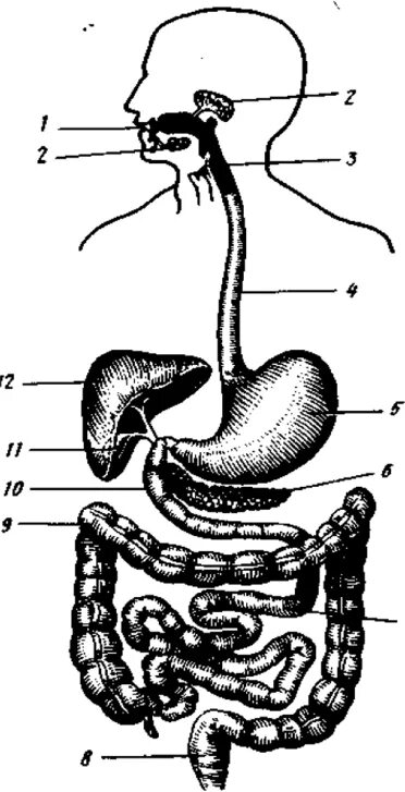 Двенадцатиперстная кишка глотка пищевод. Система органов пищеварения 8 класс биология. Система органов пищеварения рисунок 8 класс. Система органов пищеварения человека биология 8 класс. Рис 59 система органов пищеварения.