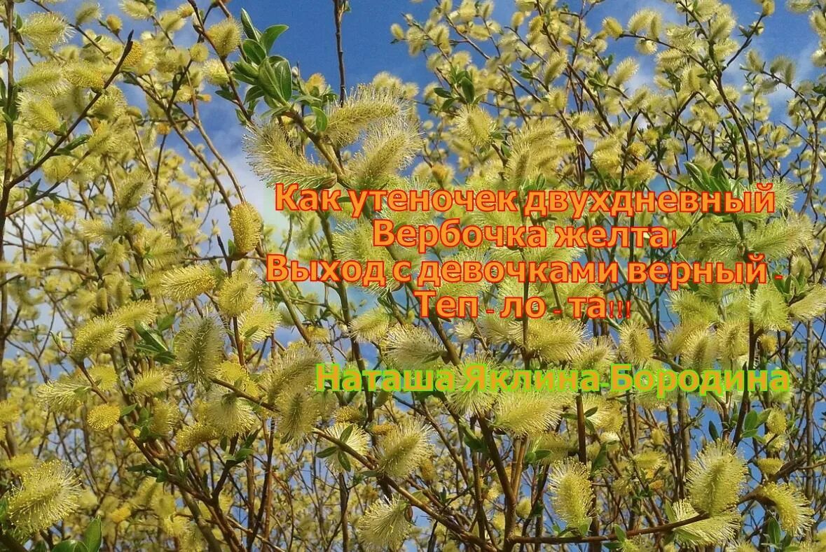 Загадка про вербу для детей