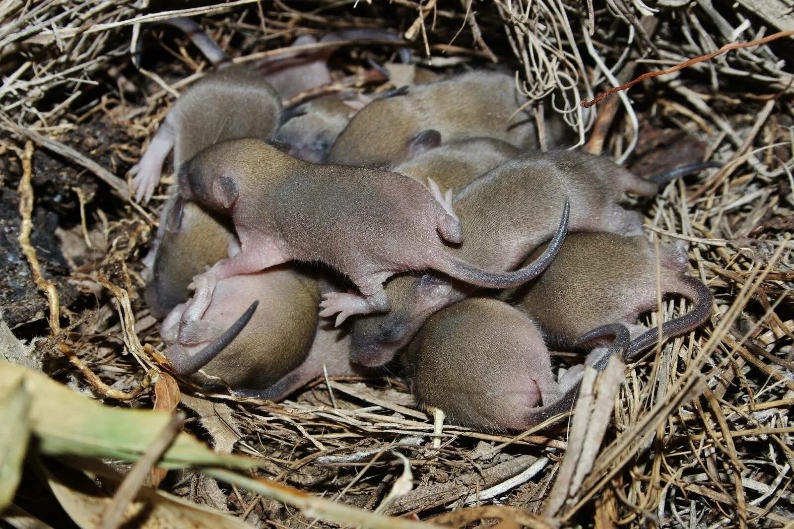 Новорожденные детеныши мыши. Детеныш мыши полевки. Гнездо мыши полевки. Мышки полевки гнездо мыши. Мышата полевки Новорожденные.