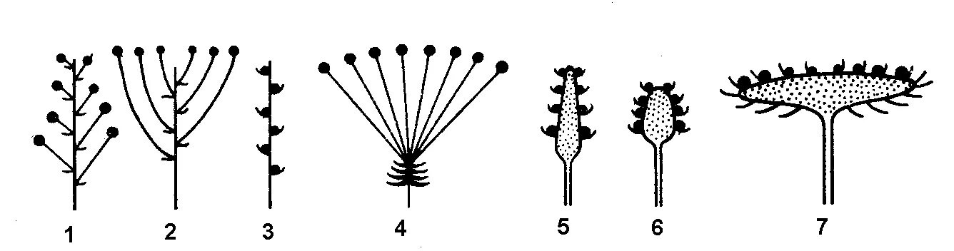 Зонтик початок. Типы соцветий моноподиальные. Ботрические моноподиальные простые соцветия. Типы простых рацемозных соцветий. Соцветение корзинка початок.