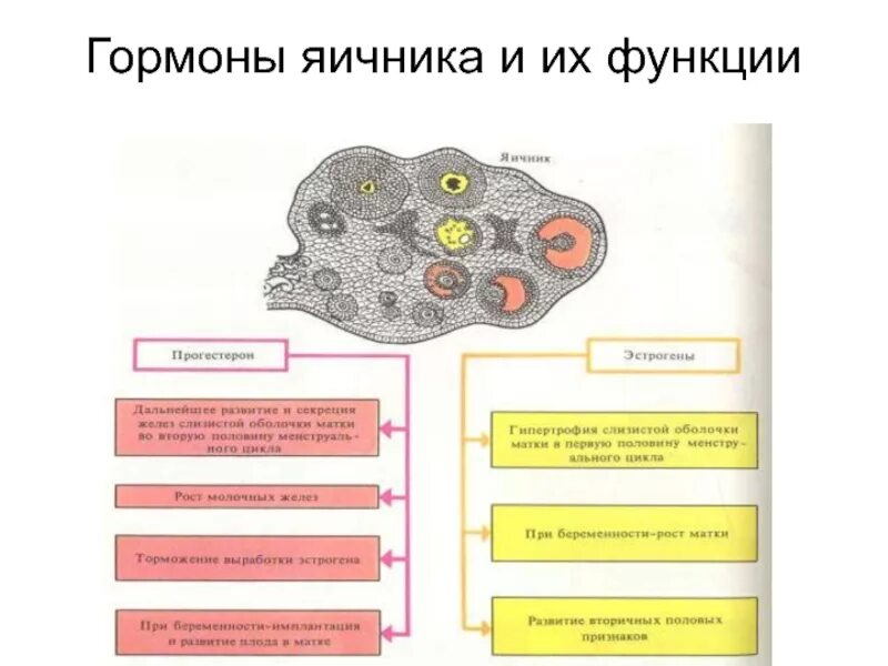 Что вырабатывают яичники. Гормоны женских половых желез и их функции. В яичниках вырабатываются гормоны. Женские гормоны выделяемые яичниками. Место образования женских половых гормонов в яичнике.