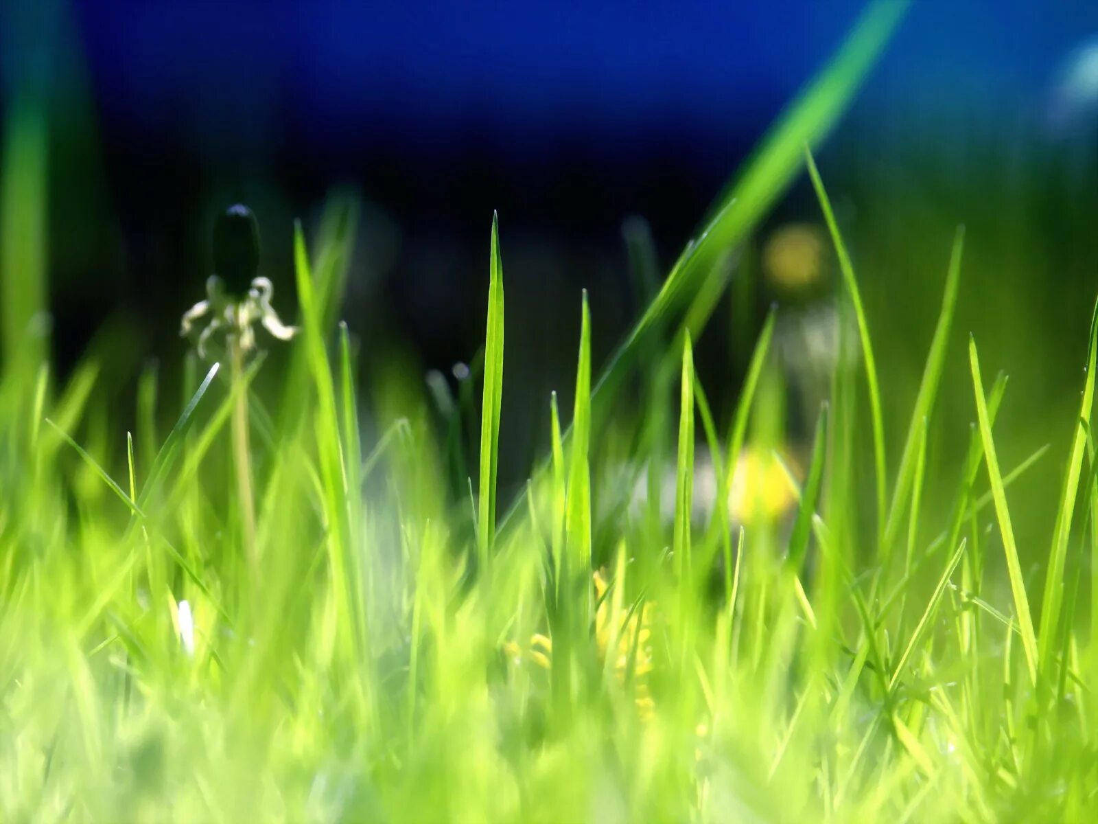 Песня голубое небо зеленая трава. Зеленая трава. Голубое небо зеленая трава. Фон для рабочего стола успокаивающий. Трава на рабочий стол.