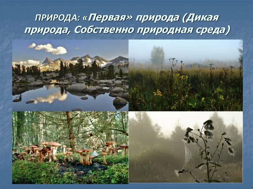 Природа это естественная среда. Природная среда первая природа. Природа среда обитания человека. Естественная среда обитания. Примеры природы.