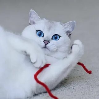 Красивая белая кошечка