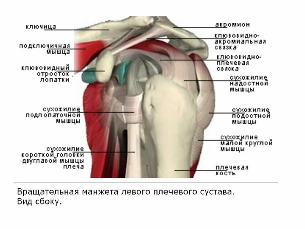 Анатомия плечевого сустава. Вращательная манжета левого плечевого сустава. Вид сбоку.. Ротационная манжета плечевого сустава анатомия. Анатомия вращающей манжеты плеча. Строение плечевого сустава и мышцы.