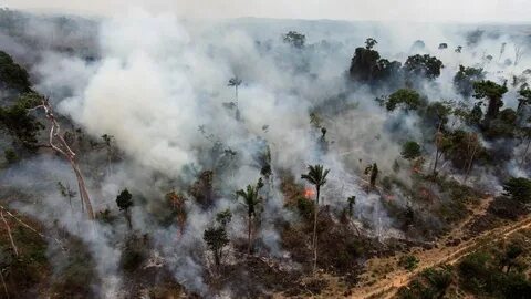 Destruction of wildlife