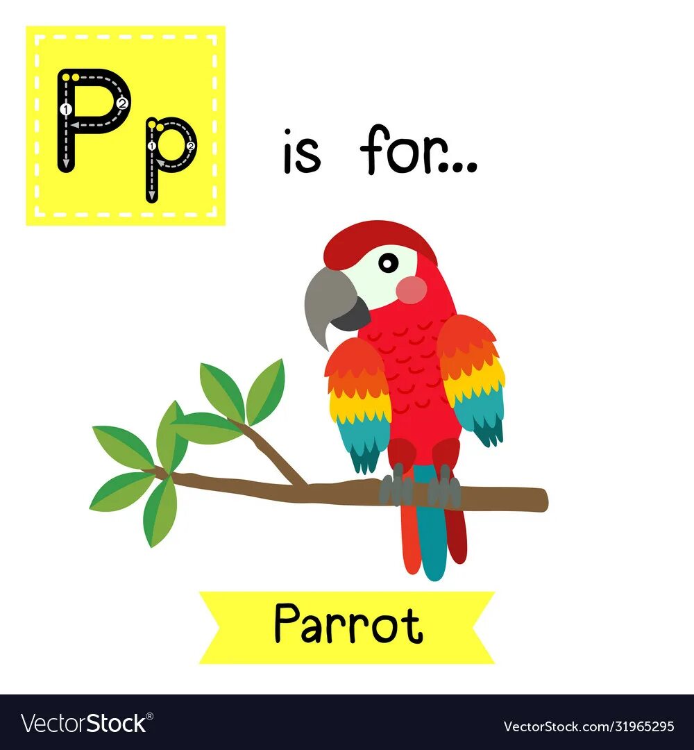 Буква п попугай. Карточки по английскому попугай. Азбука попугай буква п. P Parrot буква.