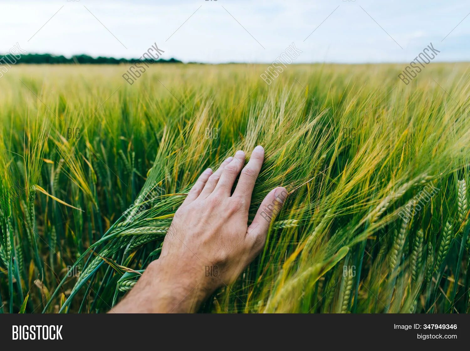 Трава второго укоса. Фермер в поле зеленой пшеницы. Колосья в руках. Зеленая пшеница в руке. Фермер с пшеницей в руках.