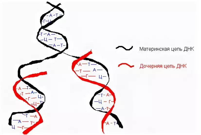 Материнская цепь днк. Материнская и дочерняя цепь ДНК. Материнская ДНК схема. Репликация материнская и дочерняя цепи.