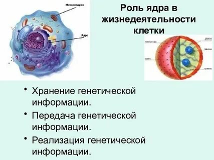 Хранение передача и реализация наследственной клетке