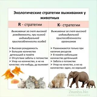 Экологическая стратегия компании