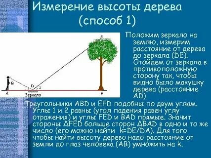 График высот деревьев