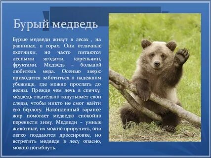 Международная красная книга бурый медведь