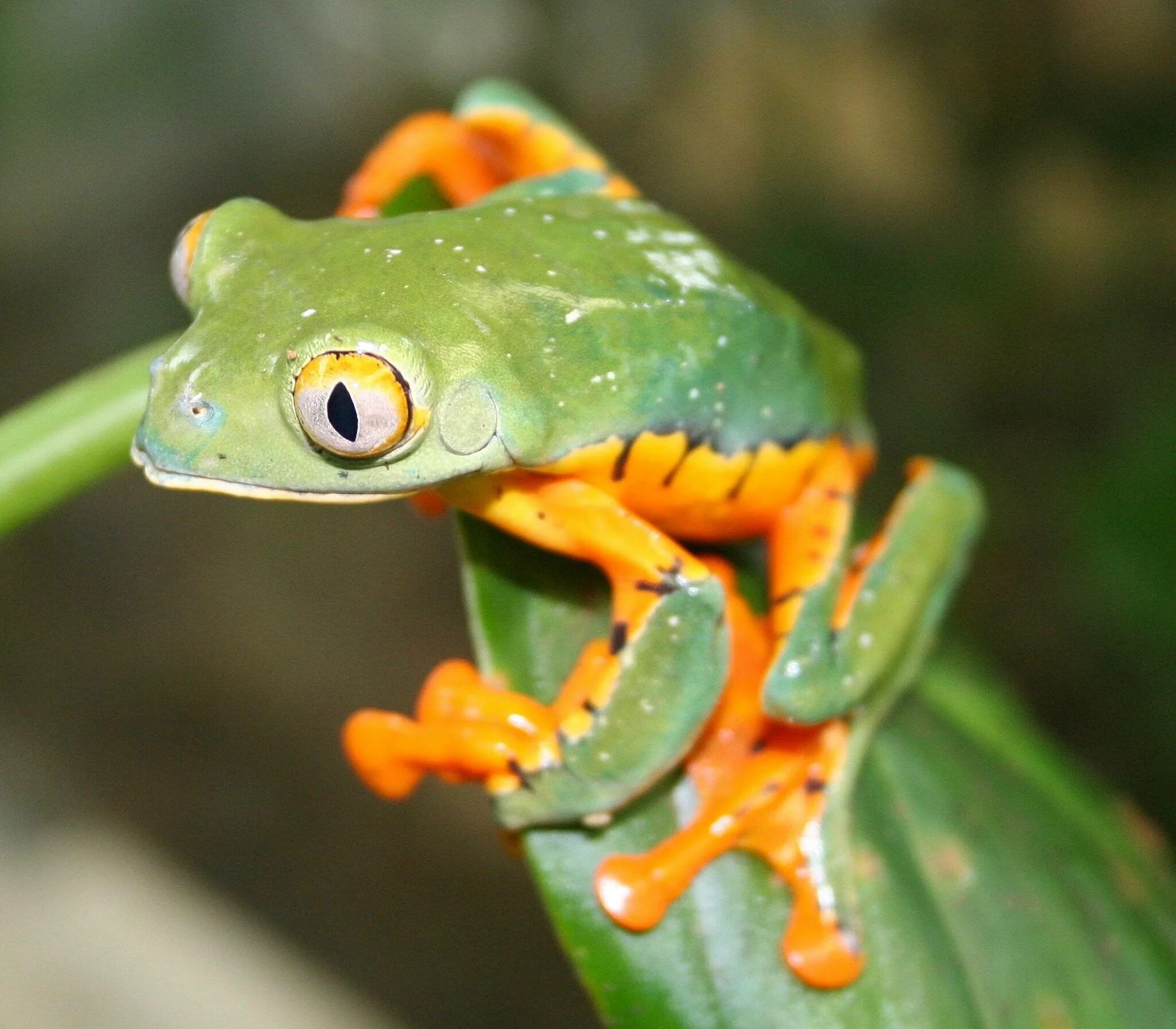 Какой вид лягушек едят. Cruziohyla calcarifer. Лягушка квакша клоун. Земноводные квакша. Cruziohyla craspedopus.