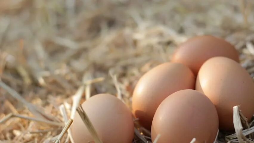 Яйцо кремовое. Яйцо кремового цвета куриное. Яйцо куриное фермерское. Инкубационные яйца кремового цвета. Кремовые яйца