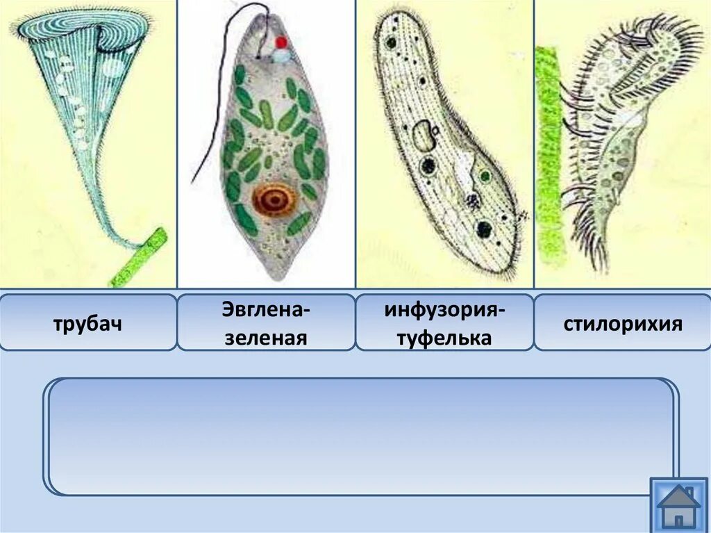 Тип инфузории представители 7 класс. Свободноживущие представители инфузорий. Тип инфузории класс Ресничные. Представители Тип инфузории туфельки. Простейшие примеры биология