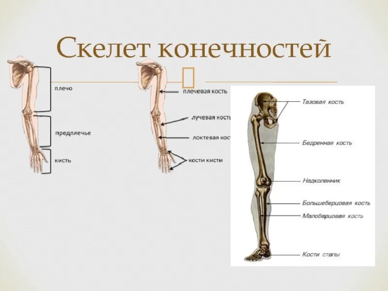 Скелет конечностей. Скелет ноги. Функции скелета конечностей. Скелет ноги человека с названием.