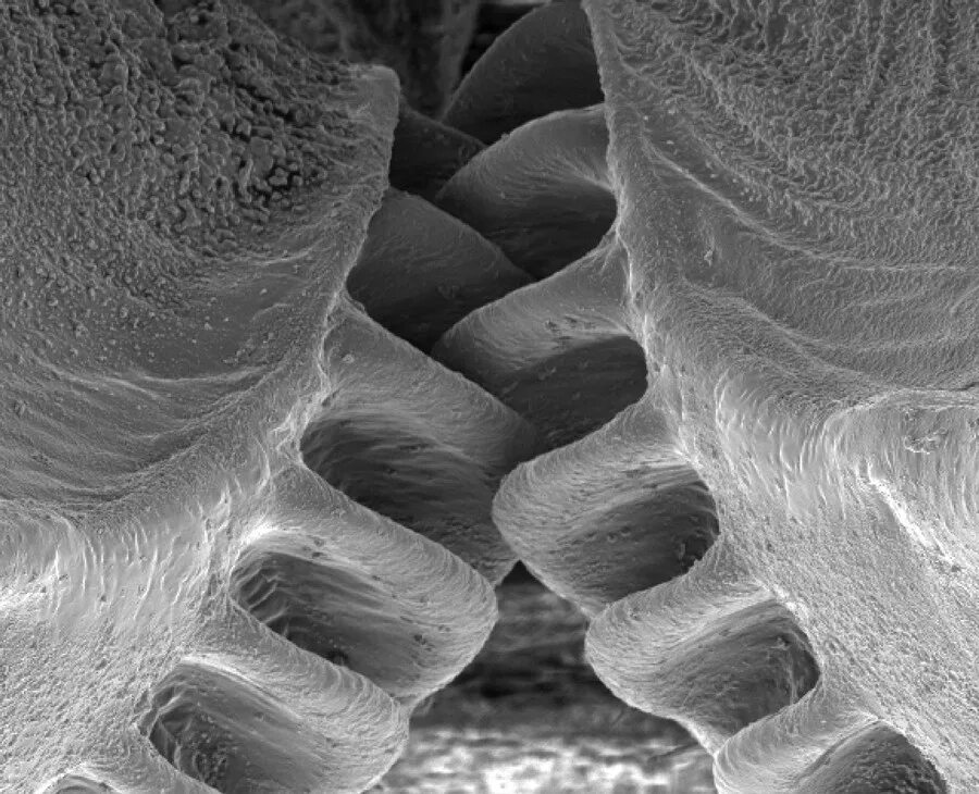 Human Tooth Things under a microscope, Electron microscope images, Microscopic i